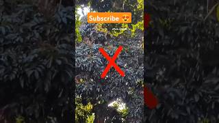 Cicada Insect 🤩 shorts factsinhindi facts factshorts dadajifacts trending cicada insects [upl. by Norek]