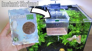 How to Hatch Brine Shrimp Eggs with NO Equipment  NO Air Pump Easy Setup [upl. by Eniamat]