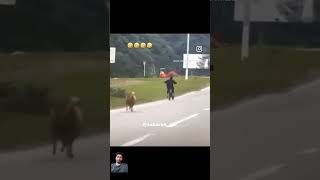 Angry sheep 🐑😀 shortsfeed shortsfeed shorts viralvideo funny [upl. by Harlamert571]