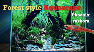 STEP BY STEP JUNGLE STYLE AQUASCAPE FOR PHOENIX RASBORA [upl. by Gnilyam]