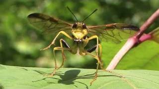 sawfly ヨウロウヒラクチハバチ Leptocimbex yorofui [upl. by Ruddy564]