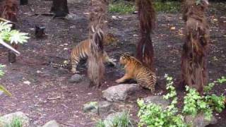 Fighting Tiger Cubs at Melbourne Zoo [upl. by Akitahs]