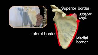 Scapula  Anatomy Tutorial [upl. by Paradies]