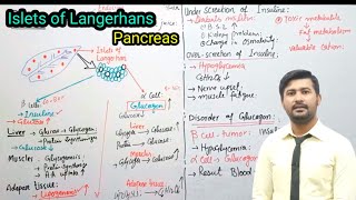 1718 Islets of Langerhan  pancreas  parathyroid glands  endocrine  Fsc 2nd year Biology [upl. by Ime]