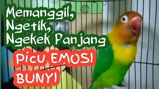 Pancingan Lovebird NGEKEK PANJANG lovebird diam jadi aktif bunyi dan ngekek [upl. by Suidaht]