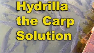 Hydrilla the Carp Solution  Invasive plants  Lake Weeds Hydrilla controlTriploid carp [upl. by Boarer484]