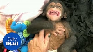 Baby chimp laughs for the first time in adorable video [upl. by Jens]