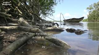 EXCOECARIA AGALLOCHA  GEOYA  গেওয়া  MANGROVE EPISODE 10SUNDARBAN [upl. by Metzger]