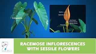 RACEMOSE INFLORESCENCES WITH SESSILE FLOWERS [upl. by Areik]