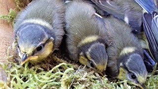 🐦Evolution dun nid de mésange bleue jusquà lenvol des oisillons nidification en 7 minutes [upl. by Culosio111]