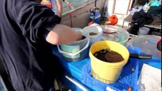 How To Groundbait For Black Bream [upl. by Airotal]