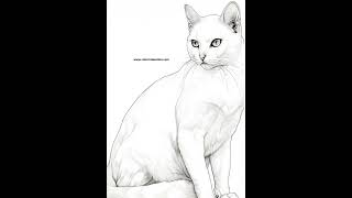 Gato para Colorir Desenhos Para Colorir 26 [upl. by Annabella]