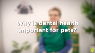 Pet Dental Health Interview [upl. by Volotta]