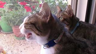 Cats meowing at birds [upl. by Idac]