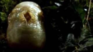 SLITHER A Forgotten Creature Horror Masterpiece [upl. by Ened]