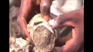 Amazing fish that live without water in dry dirt under the ground Ghana Africa [upl. by Kalinda]