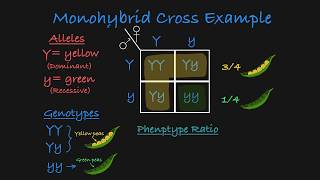 Monohybrid Cross Explained [upl. by Jepson642]