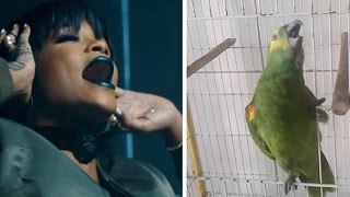 Rihannanın Ses İkizi Papağandan İnanılmaz Performans Rihanna in The Monster Dubbed by a Parrot [upl. by Llerraj]