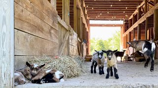 13 healthy new baby goats…feeling lucky [upl. by Isherwood383]