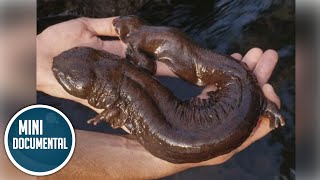 Salamandra gigante americana mini documental [upl. by Philipa]