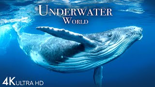 Underwater World 4K  Incredible Colorful Ocean Life  Marine Life  Scenic Relaxation Film [upl. by Eitsim637]