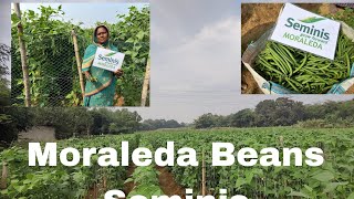 Moraleda Beans ଚାଷ କରୀ ଲକ୍ଷ୍ପତି ହୁଅନ୍ତୁ bayer seminis [upl. by Riker171]