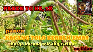 KACANG TOLO BERBIJI EMAS [upl. by Bradstreet]