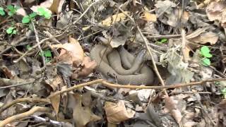 Snakes Near A Train with NJT P40 4802 [upl. by Ahsien314]