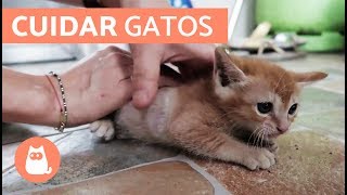 Cómo cuidar un GATO CACHORRO [upl. by Pierre]