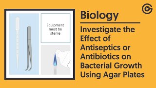 Effect of Antiseptics or Antibiotics on Bacterial Growth  GCSE Biology [upl. by Umeh]