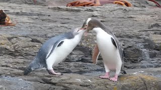 FEEDING MAMA YELLOW EYED PENGUIN THE CHICKS AT CURIO BAY NEW ZEALAND [upl. by Lowenstein873]