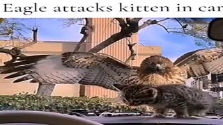 Eagle 🦅 Attacks Kitten In Car [upl. by Anderson]