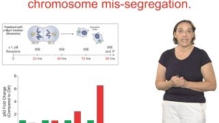 Angelika Amon MIT and HHMI Part 2 Effects of Aneuploidy on Cell Physiology [upl. by Eninahs387]