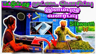 quotபட்டுப்புழு முதல் பட்டுப்புடவை வரைquot  Part 1 silkworms life cycle  sericulture  egg to Silkworm [upl. by Aryn]