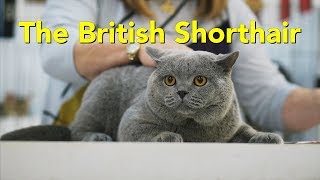 The British Shorthair at a TICA Cat Show [upl. by Nagyam31]