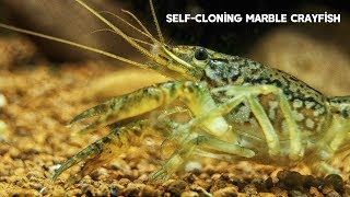 SelfCloning Marble Crayfish  All About [upl. by Giaimo378]