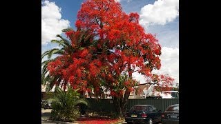 Plant ID Illawarra Flame Tree Brachychiton acerifolius [upl. by Accebor292]