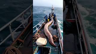 GIANT sea creature captured by fishermen🌊🐟⛴️ [upl. by Eednahs]