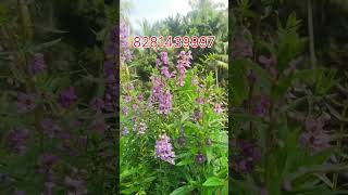 Angelonia plant care malayalam shorts short shortvideo [upl. by Coke]