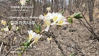 길마가지나무 야생화를 찾아서13 쟁기봉 계곡 Lonicera harai Makino in search of wildflowers Ploughbong Valley [upl. by Ekralc]