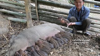 A herd of new wild boars was born Robert  Green forest life [upl. by Rabush]