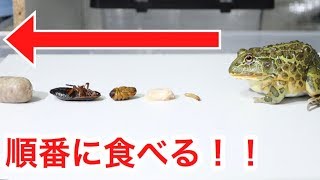 カエルに色んな餌を順番にあげた結果…かわいすぎた… [upl. by Gylys539]