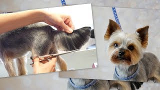 PetGroooming  Yorkie Full Grooming 78 [upl. by Astred]