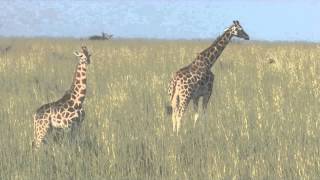 Rothschild Giraffe Giraffa camelopardalis rothschildi [upl. by Adialeda]