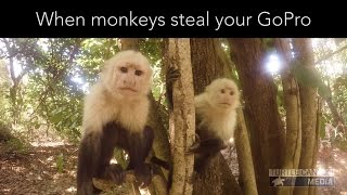 When monkeys steal your GoPro [upl. by Kachine]