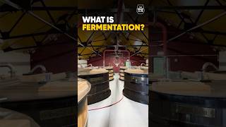 What is Fermentation in Whisky production [upl. by Palm522]