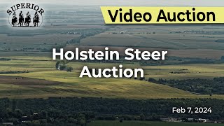 Superior Livestock Auction  Holstein Steer Auction [upl. by Cela156]