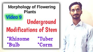 UNDERGROUND MODIFICATIONS OF STEM  Full topic  Morphology of Flowering Plants  Bilingual [upl. by Hcnarb]