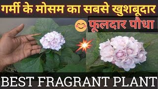 how to grow amp care chinese glory bowercashmere bouquetclerodendrum plant [upl. by Derfnam]