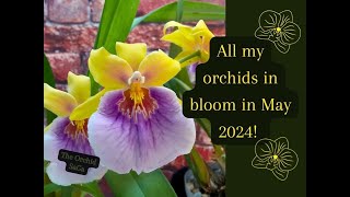 All my orchids in bloom in May 2024 [upl. by Savil]